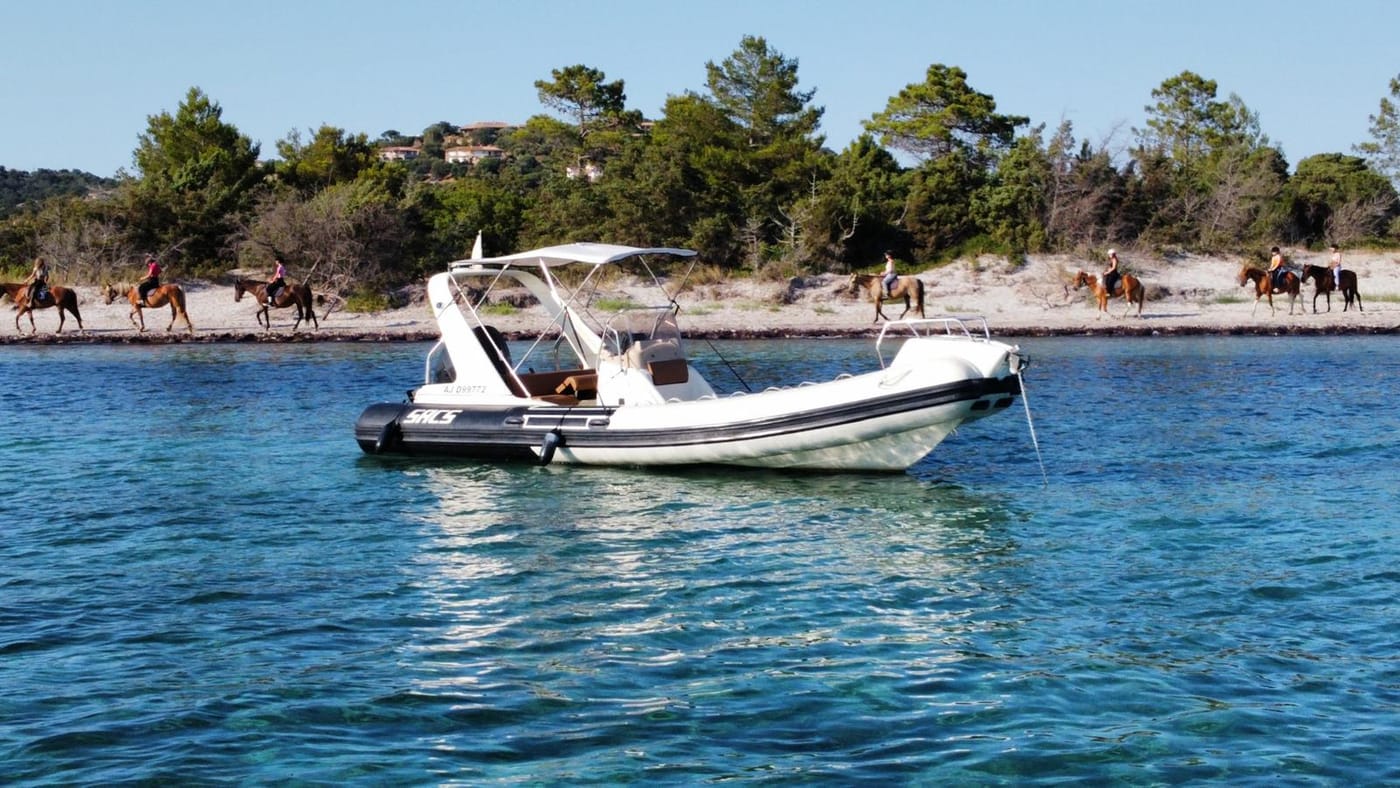 Lisca le long d'une plage de Corse-du-Sud